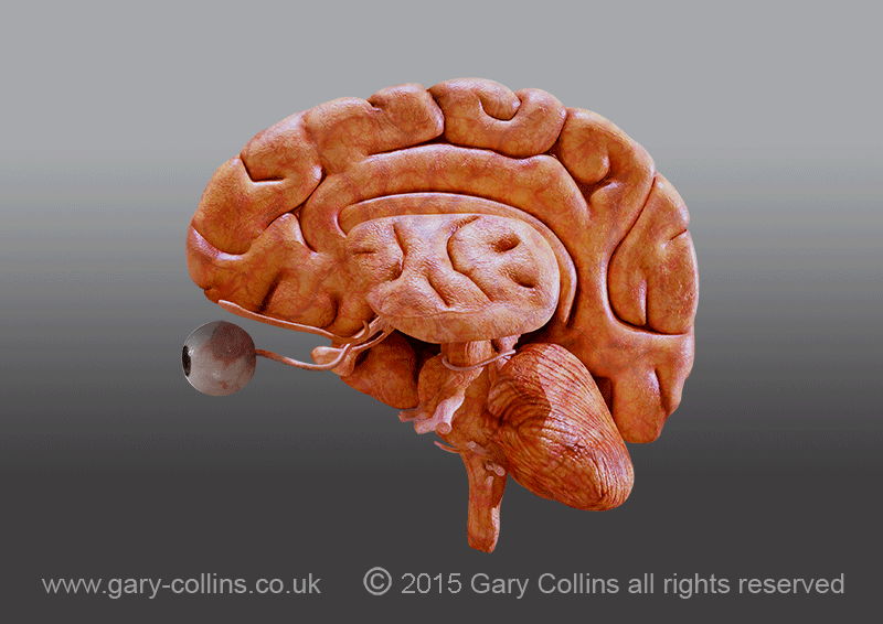 Human Brain & Eyeball cross-section