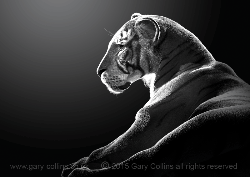 indian tiger illustration